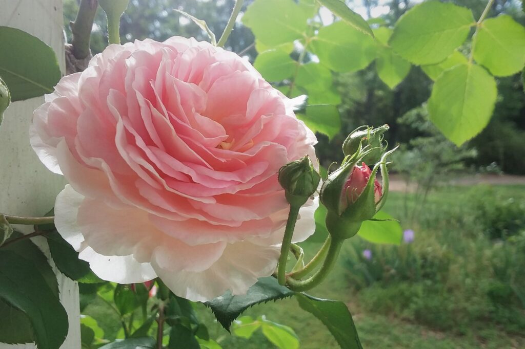 how to grow a cottage garden in the south, rose in the golden hour, pink