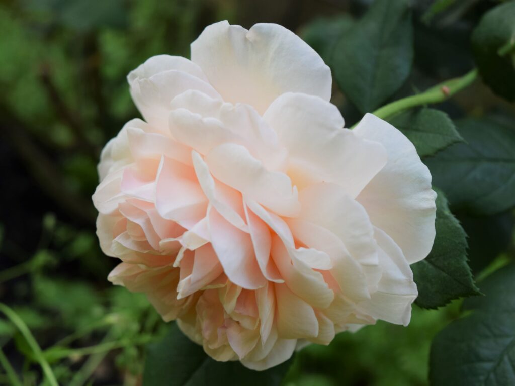 how to grow a cottage garden in the south, peach rose