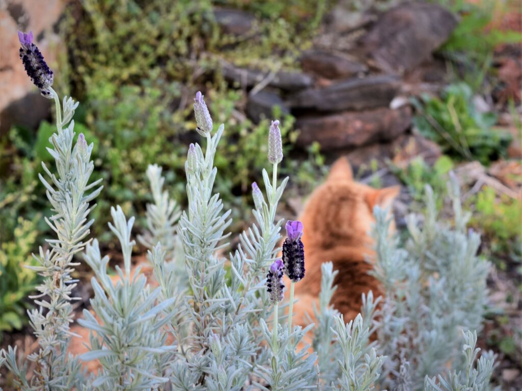 how to grow a cottage garden in the south, lavender, orange tabby cat, nap