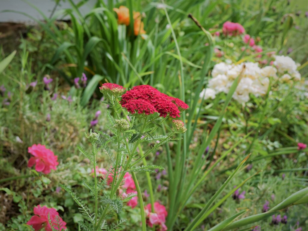 how to grow a cottage garden in the south, roses and yarrow