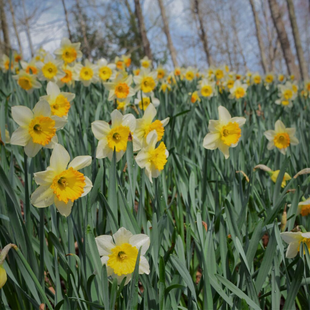 summer activities in august, daffodils, Gibbs Garden