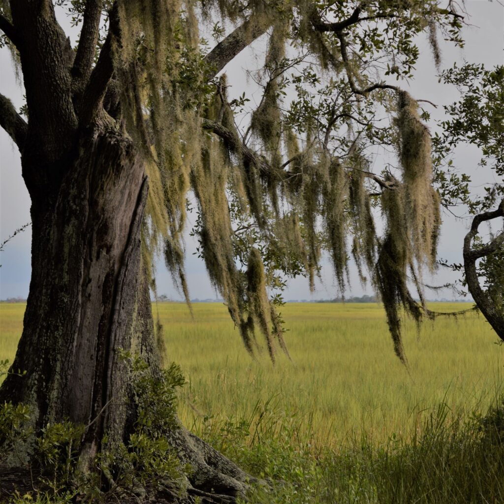 summer activities in august, georgia saltwater marsh