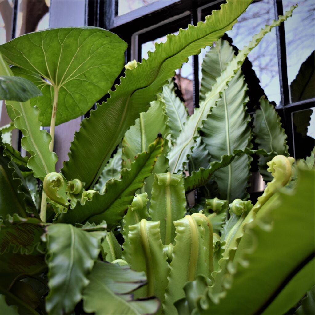 charleston south carolina southern historic travel green jungle foliage curly leaves tropical black window frame