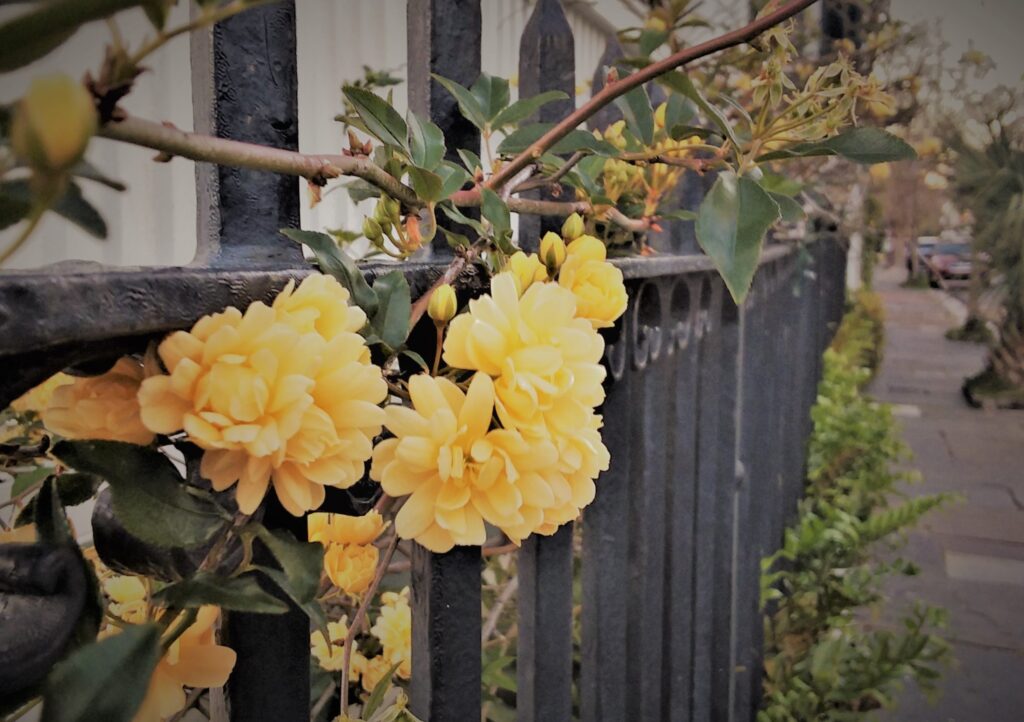 charleston south carolina southern historic travel lady banks rose climbing rose on black iron fence yellow ambience sidewalk street spring blooms flowers