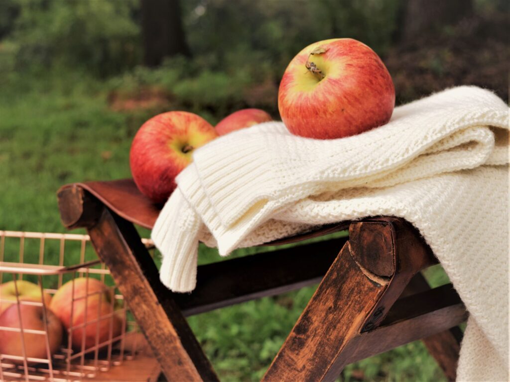 apple orchard with sweater wooden stool leather leaves brown orange