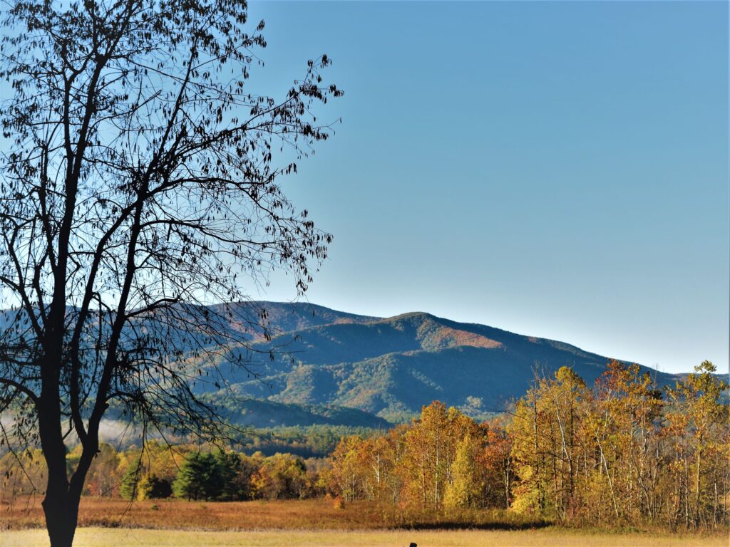 welcome fall all things new nature leaves southern the south adventure solitude wild wilderness wildlife great smoky mountains national park cades cove valley autumn gold blue sky
