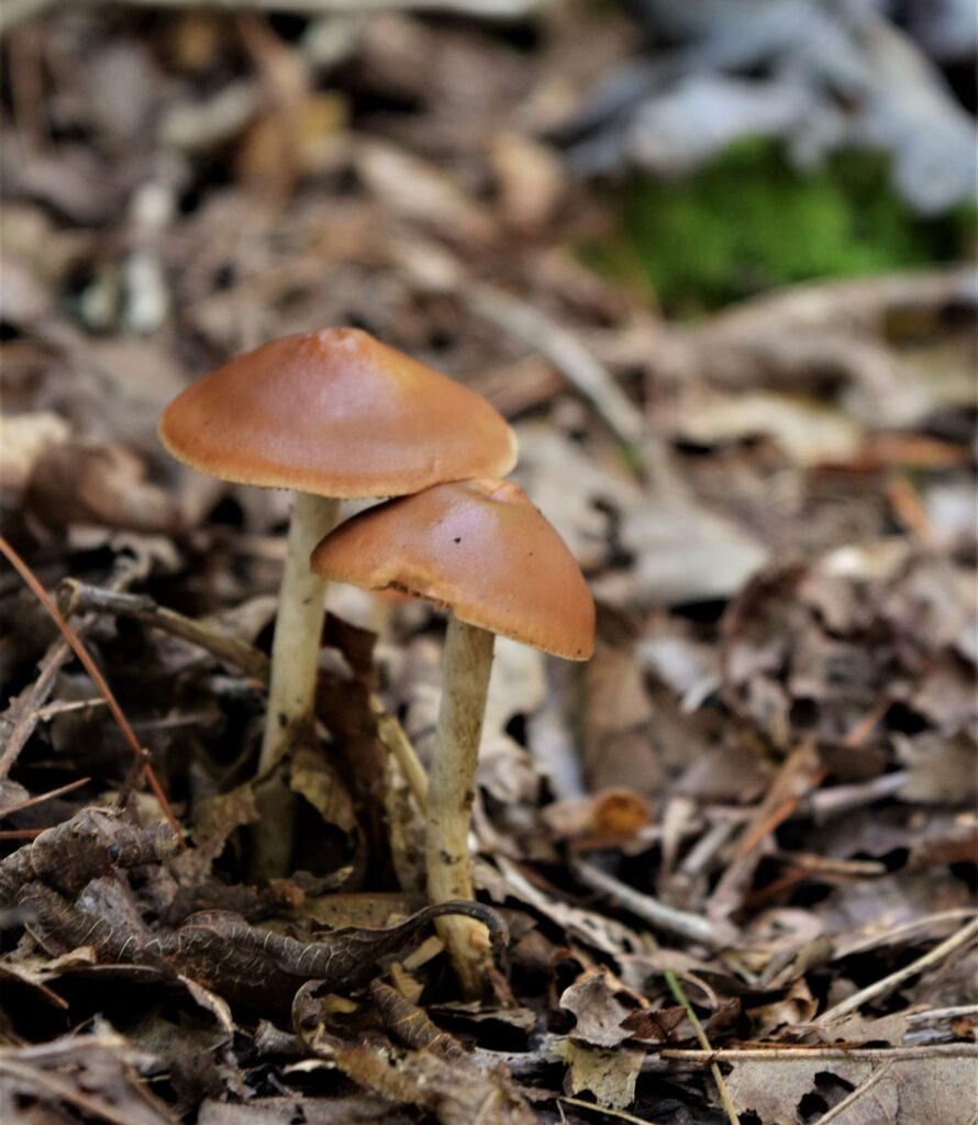 welcome fall all things new, mushrooms