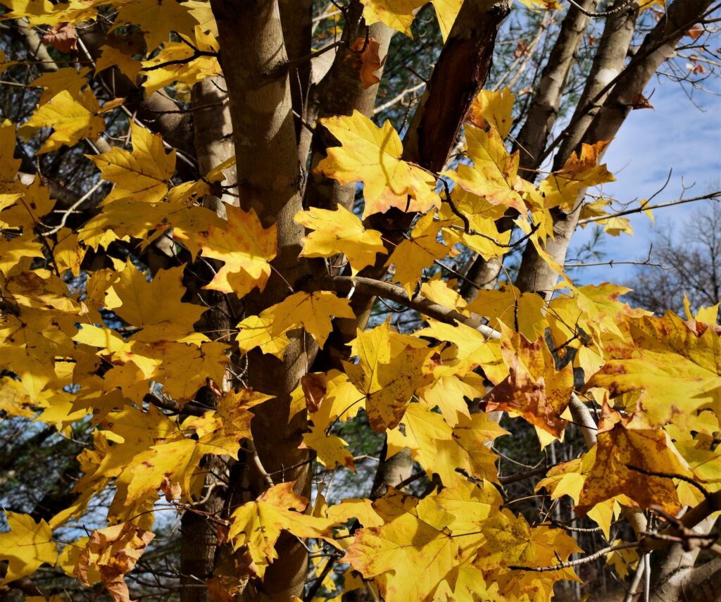 welcome fall all things new leaves yellow wildflowers golden hour nature leaves southern the south adventure solitude tree fall colors leaf looking