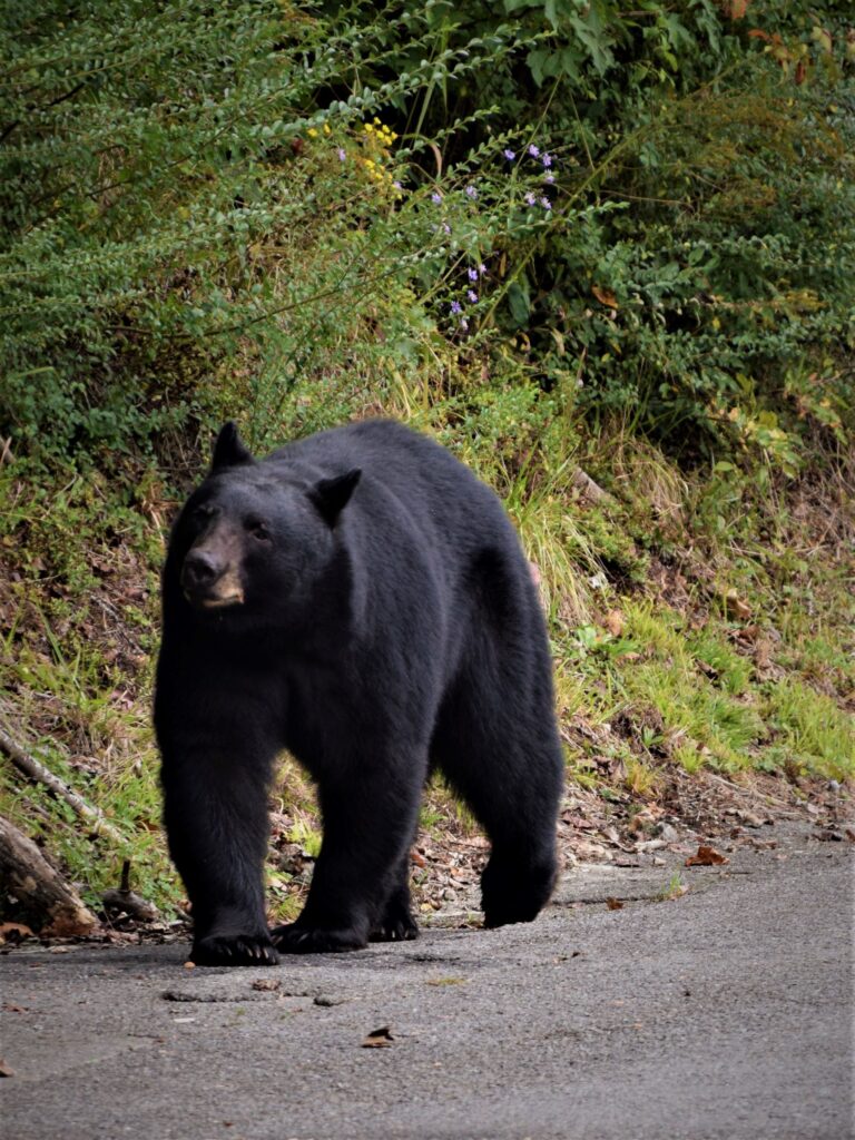 Smoky Mountain Fall Driving tour, natioanl park, wildlife, black bear