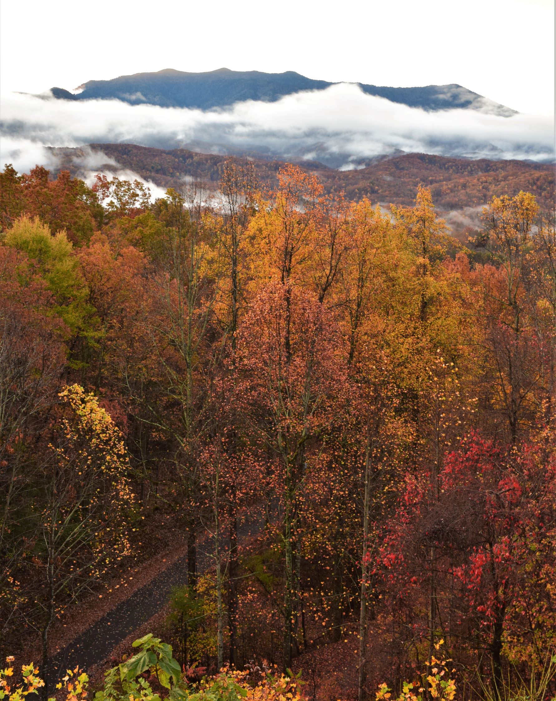 fall smoky mountains park fall color road clouds