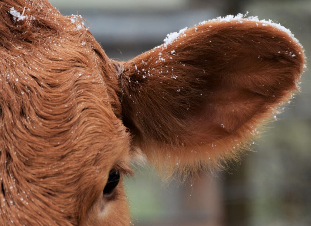 cow in the snow, winter, quiet, brown, farm, farmhouse