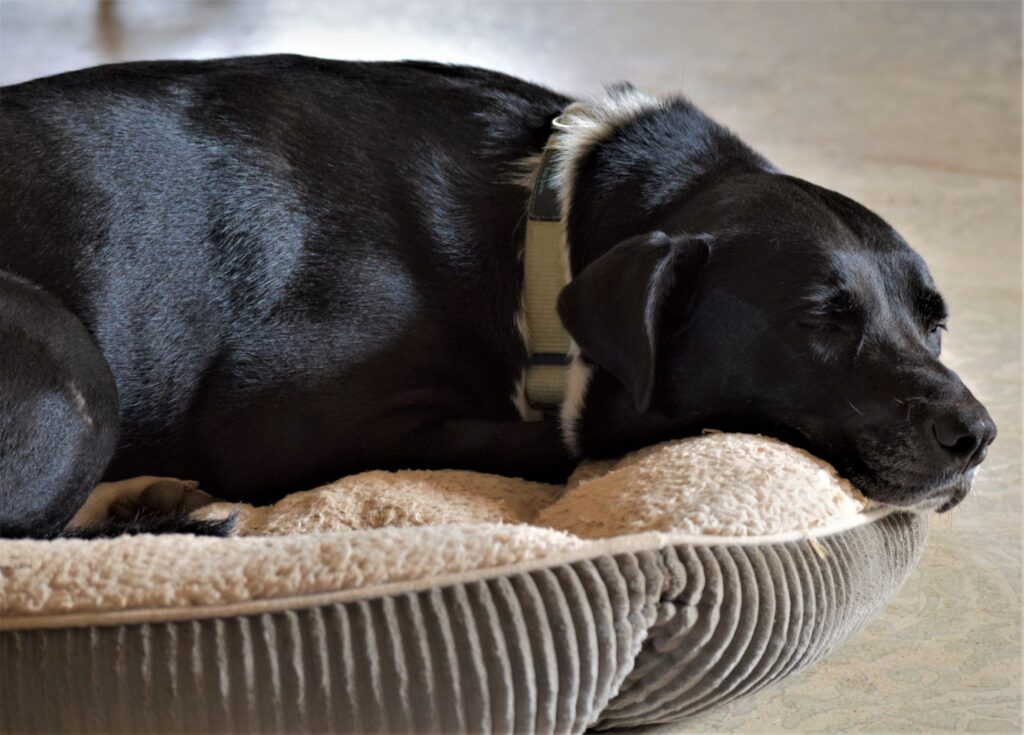 hello winter 3 ways, napping black dog, content, calm snoozing, the Gifts of Winter