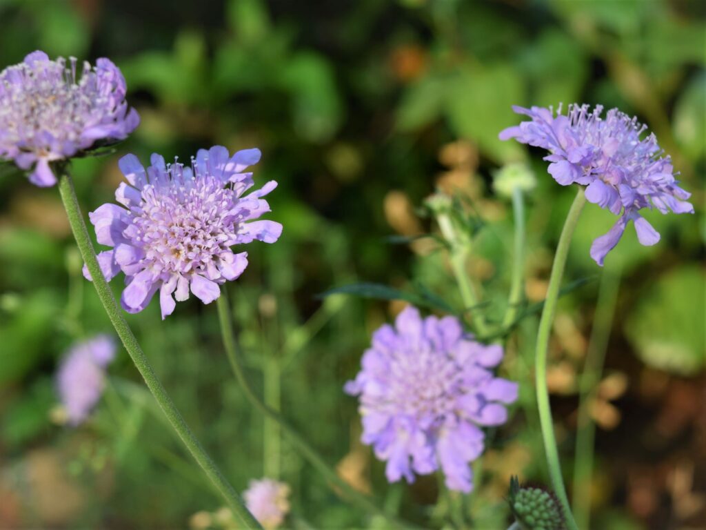 whats blooming right now, purple, green, foliage, bachelor's button, scabiosa, blue, peaceful, flower, garden, south, cottage garden, spring, southern, farmhouse, clematis white light purple