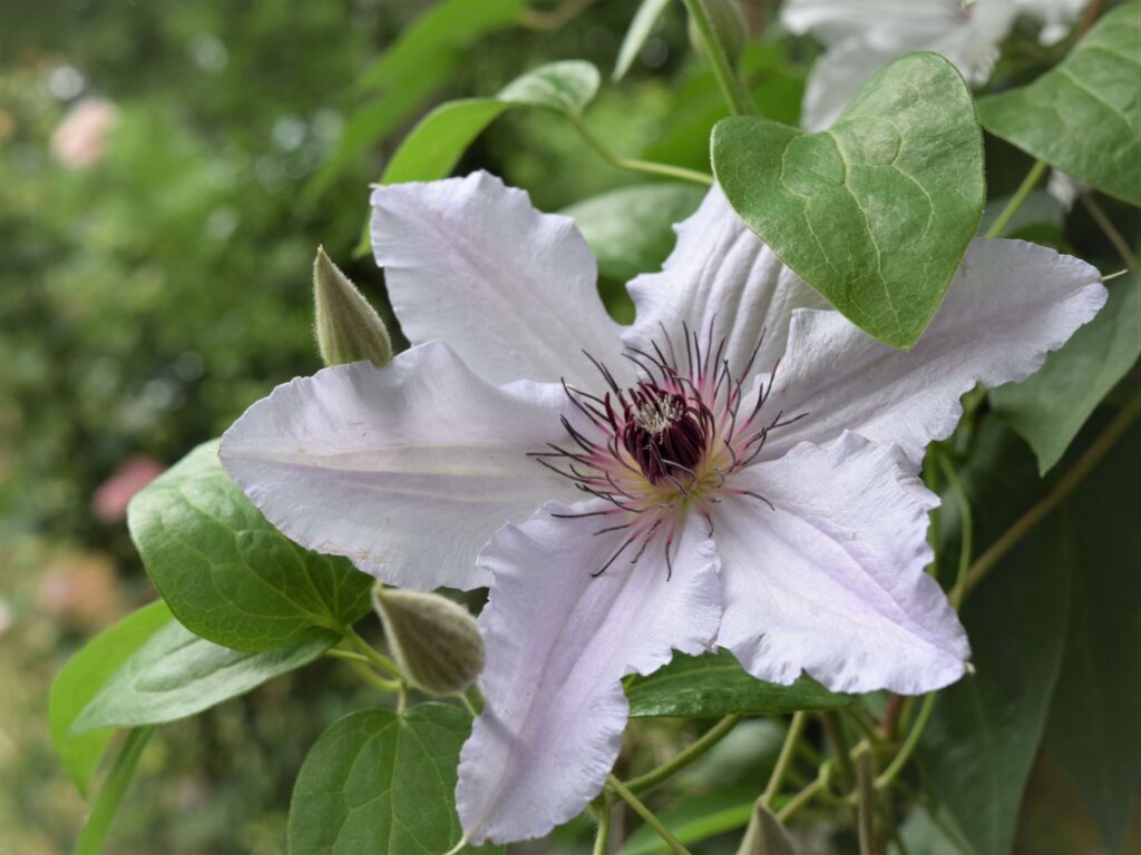whats blooming right now, purple, green, foliage, porch, lazy, front porch sitting, peaceful, flower, garden, south, cottage garden, spring, southern, farmhouse, clematis white light purple
