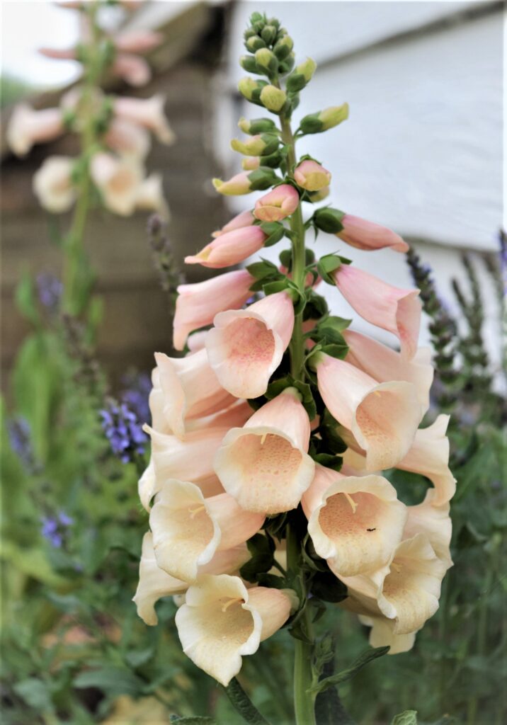 whats blooming right now, foxglove, digitalis, peach, pink, flower, garden, south, cottage garden, spring