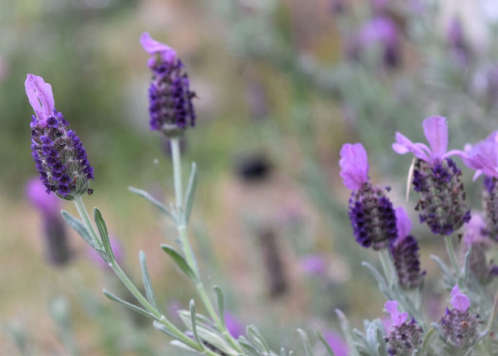 whats blooming right now, purple, lavender, rabbit ear, spanish, flower, garden, south, cottage garden, spring
