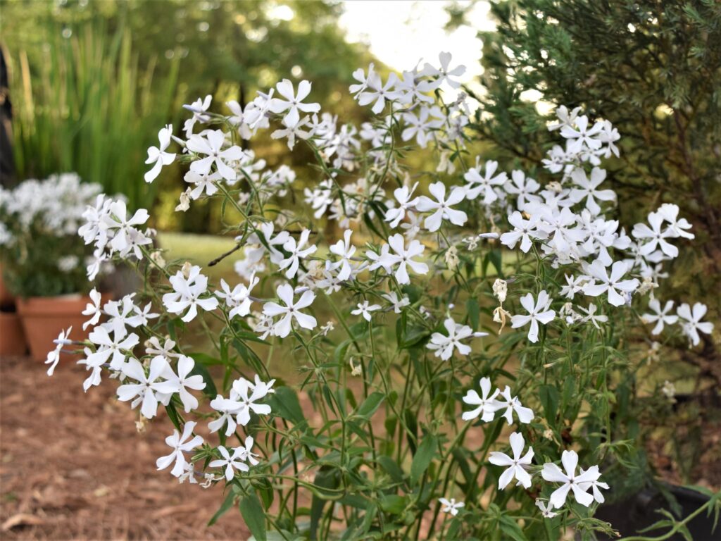 whats blooming right now, white woodland phlox, patio, flower, garden, south, cottage garden, spring