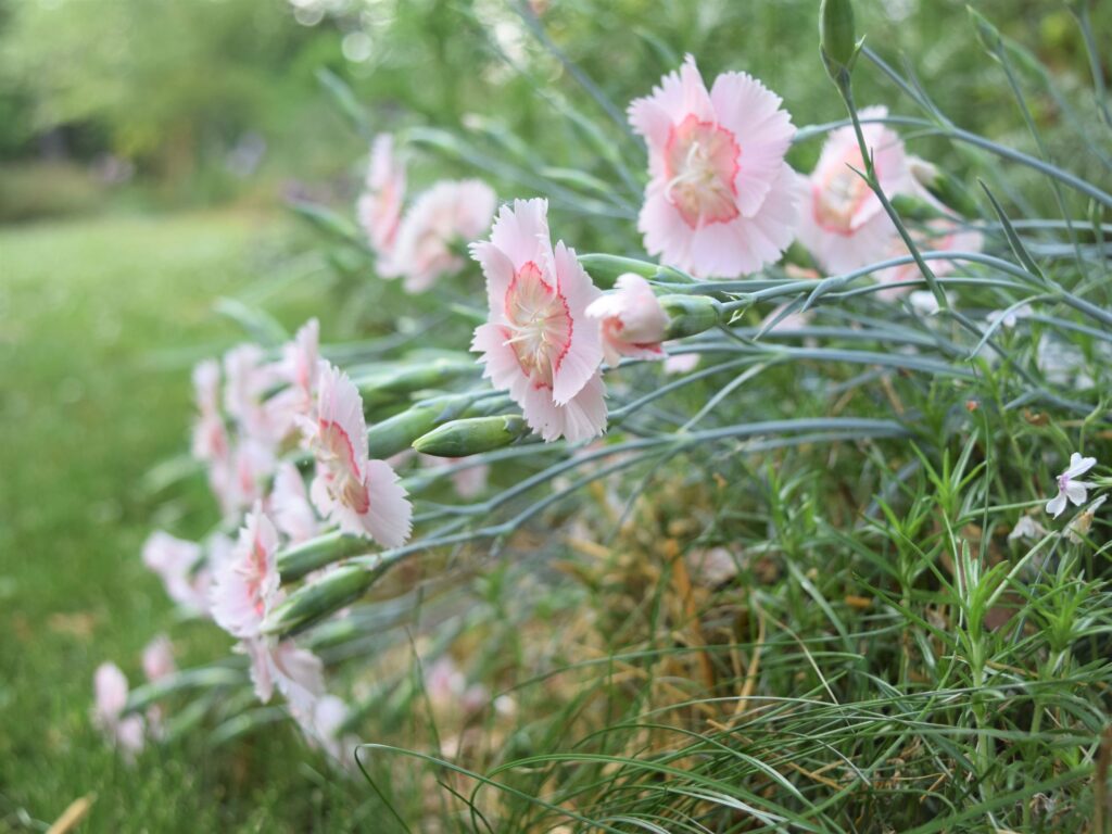 whats blooming right now, pinks, dianthus, peach, pink, flower, garden, south, cottage garden, spring