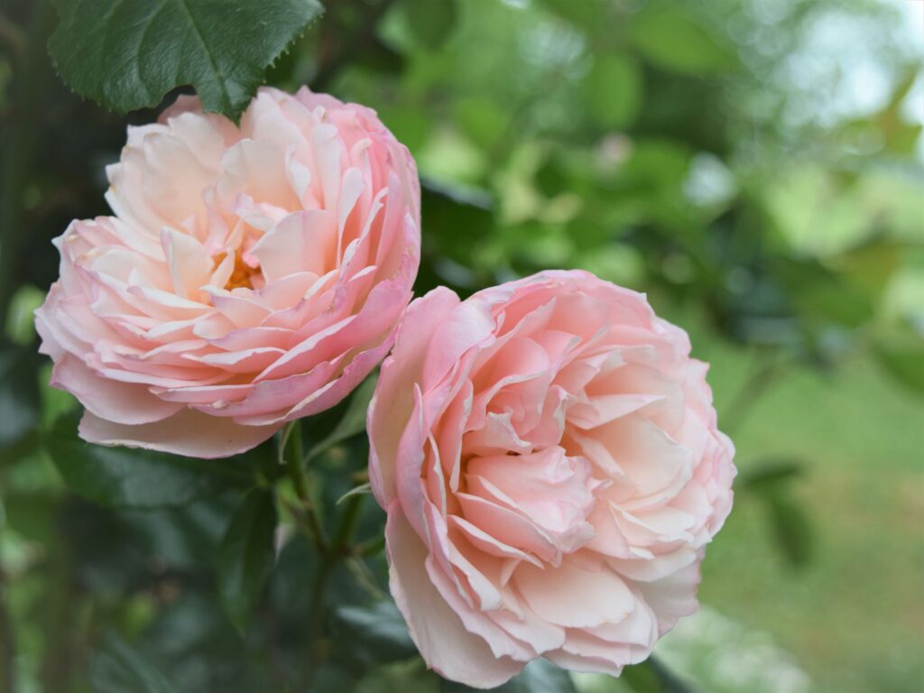 whats blooming right now, rose, david austen, peach, pink, flower, garden, south, cottage garden, spring