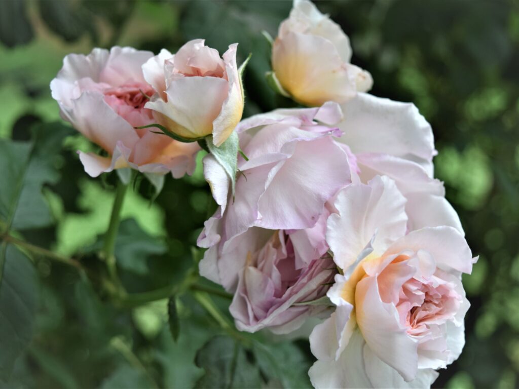 whats blooming right now, rose, david austen, peach, pink, flower, garden, south, cottage garden, spring