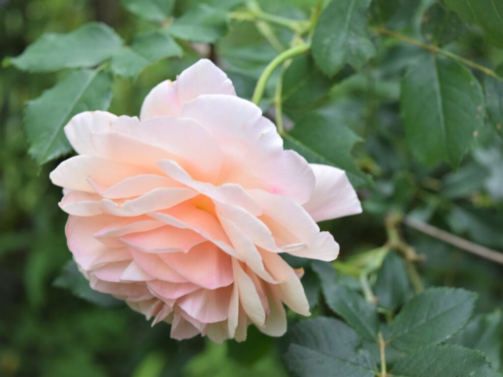 whats blooming right now, rose, david austen, peach, pink, flower, garden, south, cottage garden, spring