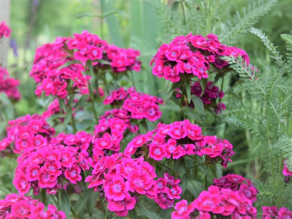 whats blooming right now, sweet william, pink, flower, garden, south, cottage garden, spring