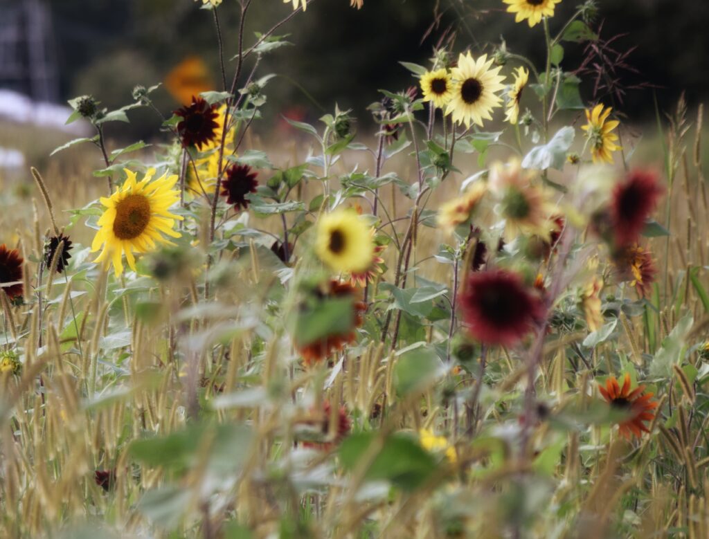 Slow living routine rhythm, dreamy sunflower field, fall colors, red gold brown