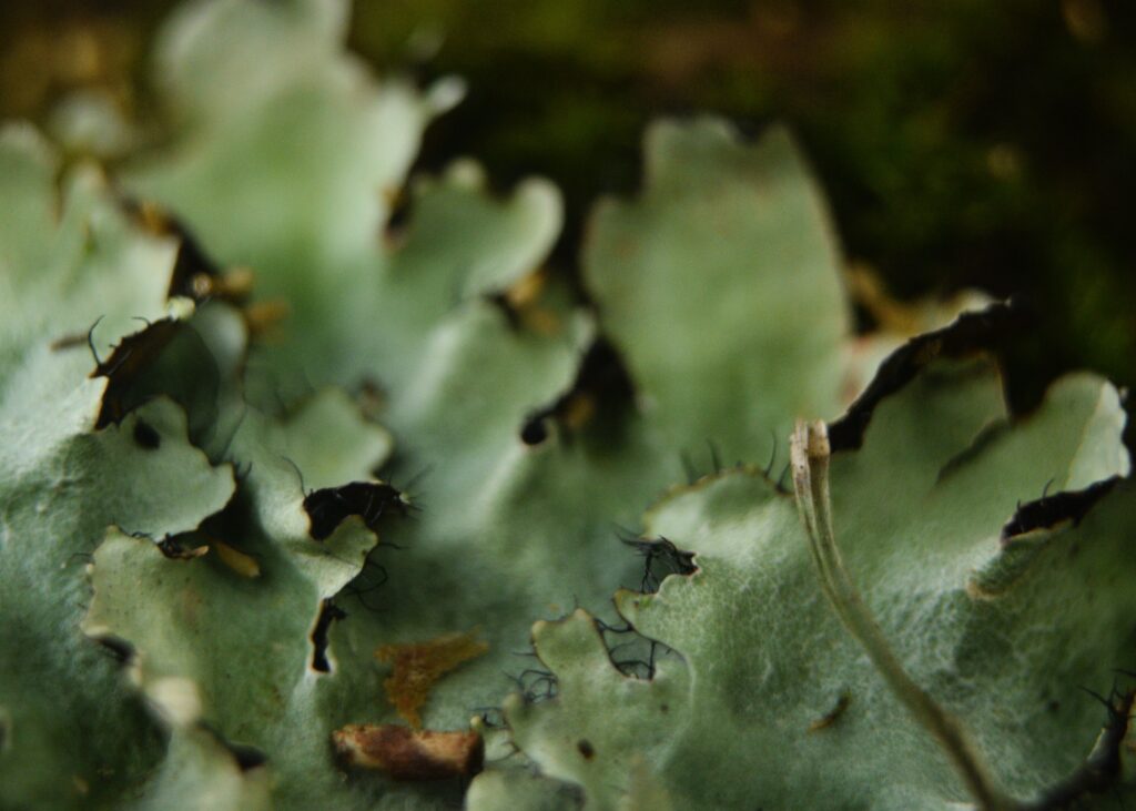 macro photography nature walk