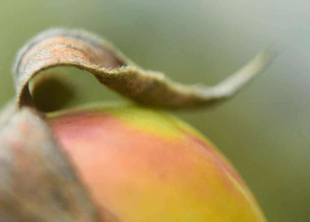 macro photography nature walk