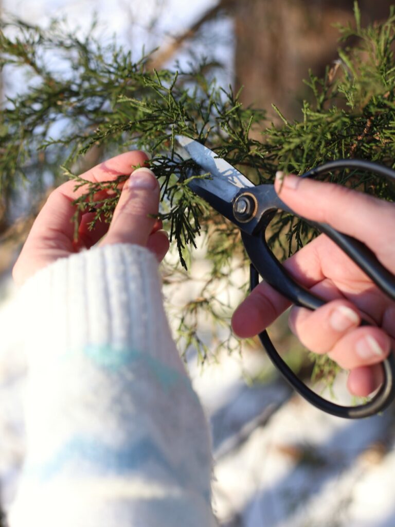 orange evergreen fire starters